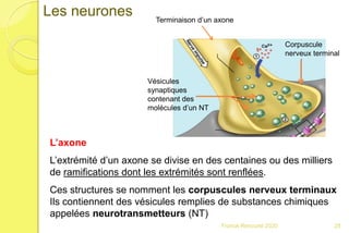 28
Les neurones
L’axone
L’extrémité d’un axone se divise en des centaines ou des milliers
de ramifications dont les extrémités sont renflées.
Ces structures se nomment les corpuscules nerveux terminaux
Ils contiennent des vésicules remplies de substances chimiques
appelées neurotransmetteurs (NT)
Terminaison d’un axone
Corpuscule
nerveux terminal
Vésicules
synaptiques
contenant des
molécules d’un NT
Franck Rencurel 2020
 