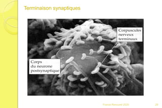 Franck Rencurel 2020 29
Terminaison synaptiques
 