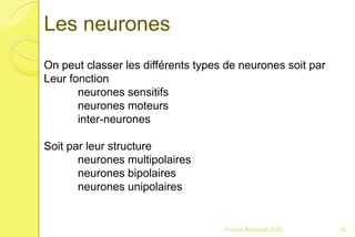 Franck Rencurel 2020 30
Les neurones
On peut classer les différents types de neurones soit par
Leur fonction
neurones sensitifs
neurones moteurs
inter-neurones
Soit par leur structure
neurones multipolaires
neurones bipolaires
neurones unipolaires
 