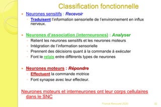 Classification fonctionnelle
 Neurones sensitifs : Recevoir
◦ Traduisent l’information sensorielle de l’environnement en influx
nerveux.
 Neurones d’association (interneurones) : Analyser
◦ Relient les neurones sensitifs et les neurones moteurs
◦ Intégration de l’information sensorielle
◦ Prennent des décisions quant à la commande à exécuter
◦ Font le relais entre différents types de neurones
 Neurones moteurs : Répondre
◦ Effectuent la commande motrice
◦ Font synapse avec leur effecteur.
Neurones moteurs et interneurones ont leur corps cellulaires
dans le SNC
32Franck Rencurel 2020
 