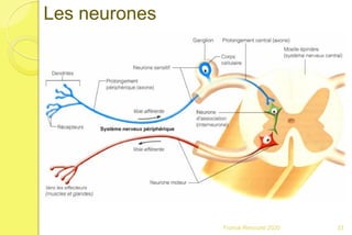 Franck Rencurel 2020 33
Les neurones
 
