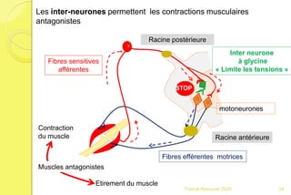 Racine postérieure
Racine antérieure
Inter neurone
à glycine
« Limite les tensions »
motoneurones
Les inter-neurones permettent les contractions musculaires
antagonistes
Fibres efférentes motrices
Fibres sensitives
afférentes
STOP
Contraction
du muscle
Etirement du muscle
Muscles antagonistes
34Franck Rencurel 2020
 