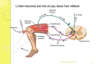 L’inter-neurone est mis en jeu dans l’arc réflexe
35Franck Rencurel 2020
 