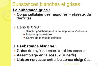 Franck Rencurel 2020 39
Substances blanches et grises
La substance grise :
 Corps cellulaire des neurones + réseaux de
dentrites
 Dans le SNC :
 Couche périphérique des hémisphères cérébraux
 Noyaux gris centraux
 Centre de la moelle épinière
La substance blanche :
 Gaine de myéline recouvrant les axones
 Assemblage en faisceaux (= nerfs)
 Liaison nerveuse entre les zones éloignées
 