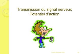 Franck Rencurel 2020 40
Transmission du signal nerveux
Potentiel d’action
 