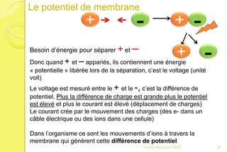 Franck Rencurel 2020 41
Le potentiel de membrane
+ - + -
+ -Besoin d’énergie pour séparer + et –
Donc quand + et – appariés, ils contiennent une énergie
« potentielle » libérée lors de la séparation, c’est le voltage (unité
volt)
Le voltage est mesuré entre le + et le -, c’est la différence de
potentiel. Plus la différence de charge est grande plus le potentiel
est élevé et plus le courant est élevé (déplacement de charges)
Le courant crée par le mouvement des charges (des e- dans un
câble électrique ou des ions dans une cellule)
Dans l’organisme ce sont les mouvements d’ions à travers la
membrane qui génèrent cette différence de potentiel
 