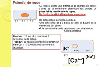 Franck Rencurel 2020
Potentiel de repos
+
- - - - - - - -
+ ++ + ++ +
Au repos il existe une différence de charges de part et
d’autre de la membrane plasmique qui génère un
potentiel de membrane de repos.
De l’ordre de -70 à -90mv dans le neurone
Ce potentiel de membrane est lié à:
•Une différence de [ ] d’ions de part et d’autre de la
membrane (int et ext)
•À la perméabilité de la membrane pour chaque ion
l’ion Na+ : 10 fois plus concentré à
l’extérieur de la cellule.
l’ion K+ : 30 fois plus concentré à l’intérieur.
l’ion Ca+ : 10 000 fois plus concentré à
l’extérieur
[K+]
[Na+]
[Ca++]
[Na+]
[K+]
[Ca++]
Cellule au repos
42
 