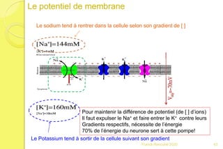 Franck Rencurel 2020 43
Le potentiel de membrane
Le sodium tend à rentrer dans la cellule selon son gradient de [ ]
Le Potassium tend à sortir de la cellule suivant son gradient
Pour maintenir la différence de potentiel (de [ ] d’ions)
Il faut expulser le Na+ et faire entrer le K+ contre leurs
Gradients respectifs, nécessite de l’énergie
70% de l’énergie du neurone sert à cette pompe!
 