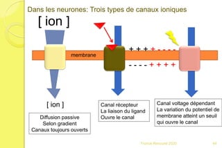 Franck Rencurel 2020 44
[ ion ]
[ ion ]
Diffusion passive
Selon gradient
Canaux toujours ouverts
Canal récepteur
La liaison du ligand
Ouvre le canal
+ + + + - - - -
- - - - + + + +
Canal voltage dépendant
La variation du potentiel de
membrane atteint un seuil
qui ouvre le canal
Dans les neurones: Trois types de canaux ioniques
membrane
 
