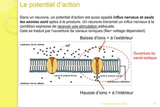 Le potentiel d’action
Baisse d’ions + à l’extérieur
Hausse d’ions + à l’intérieur
Ouverture du
canal sodique
Dans un neurone, un potentiel d'action est aussi appelé influx nerveux et seuls
les axones sont aptes à le produire. Un neurone transmet un influx nerveux à la
condition expresse de recevoir une stimulation adéquate.
Cela se traduit par l’ouverture de canaux ioniques (Na+ voltage dépendant)
46Franck Rencurel 2020
 