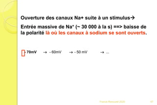 Ouverture des canaux Na+ suite à un stimulus
Entrée massive de Na+ (~ 30 000 à la s) ==> baisse de
la polarité là où les canaux à sodium se sont ouverts.
- 70mV  - 60mV  - 50 mV  ...
47Franck Rencurel 2020
 