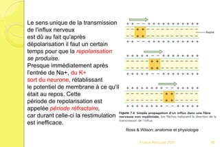 Franck Rencurel 2020 48
Le sens unique de la transmission
de l'influx nerveux
est dû au fait qu'après
dépolarisation il faut un certain
temps pour que la repolarisation
se produise.
Presque immédiatement après
l'entrée de Na+, du K+
sort du neurone, rétablissant
le potentiel de membrane à ce qu'il
était au repos. Cette
période de repolarisation est
appelée période réfractaire,
car durant celle-ci la restimulation
est inefficace.
Ross & Wilson: anatomie et physiologie
 