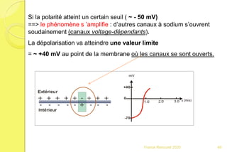 Si la polarité atteint un certain seuil ( ~ - 50 mV)
==> le phénomène s ’amplifie : d’autres canaux à sodium s’ouvrent
soudainement (canaux voltage-dépendants).
La dépolarisation va atteindre une valeur limite
= ~ +40 mV au point de la membrane où les canaux se sont ouverts.
49Franck Rencurel 2020
 