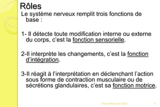 Franck Rencurel 2020 5
Le système nerveux remplit trois fonctions de
base :
1- Il détecte toute modification interne ou externe
du corps, c’est la fonction sensorielle.
2-Il interprète les changements, c’est la fonction
d’intégration.
3-Il réagit à l’interprétation en déclenchant l’action
sous forme de contraction musculaire ou de
sécrétions glandulaires, c’est sa fonction motrice.
Rôles
 