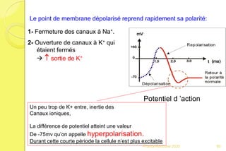 1- Fermeture des canaux à Na+.
2- Ouverture de canaux à K+ qui
étaient fermés
  sortie de K+
Potentiel d ’action
Le point de membrane dépolarisé reprend rapidement sa polarité:
Un peu trop de K+ entre, inertie des
Canaux ioniques,
La différence de potentiel atteint une valeur
De -75mv qu’on appelle hyperpolarisation.
Durant cette courte période la cellule n’est plus excitable
50Franck Rencurel 2020
 