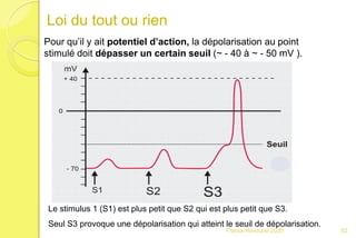 Loi du tout ou rien
Pour qu’il y ait potentiel d’action, la dépolarisation au point
stimulé doit dépasser un certain seuil (~ - 40 à ~ - 50 mV ).
Le stimulus 1 (S1) est plus petit que S2 qui est plus petit que S3.
Seul S3 provoque une dépolarisation qui atteint le seuil de dépolarisation.
52Franck Rencurel 2020
 