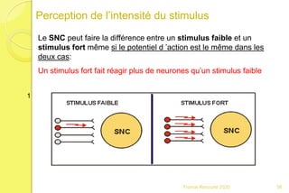 Perception de l’intensité du stimulus
Le SNC peut faire la différence entre un stimulus faible et un
stimulus fort même si le potentiel d ’action est le même dans les
deux cas:
Un stimulus fort fait réagir plus de neurones qu’un stimulus faible
1
56Franck Rencurel 2020
 