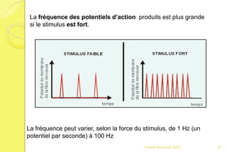 La fréquence peut varier, selon la force du stimulus, de 1 Hz (un
potentiel par seconde) à 100 Hz
La fréquence des potentiels d’action produits est plus grande
si le stimulus est fort.
57Franck Rencurel 2020
 