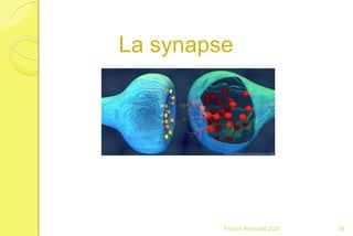 Franck Rencurel 2020 59
La synapse
 