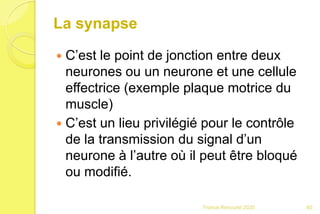 La synapse
 C’est le point de jonction entre deux
neurones ou un neurone et une cellule
effectrice (exemple plaque motrice du
muscle)
 C’est un lieu privilégié pour le contrôle
de la transmission du signal d’un
neurone à l’autre où il peut être bloqué
ou modifié.
60Franck Rencurel 2020
 