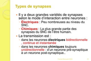 Types de synapses
 Il y a deux grandes variétés de synapses
selon le mode d’interaction entre neurones :
◦ Électriques : Peu nombreuses au niveau du
SNC.
◦ Chimiques : La plus grande partie des
synapses du SNC de l’être humain.
 La transmission est :
◦ dans les neurones électriques bidirectionnelle
, continue et instantanée
◦ dans les neurones chimiques toujours
unidirectionnelle : d’un neurone pré-synaptique
à un neurone post-synaptique..
61Franck Rencurel 2020
 