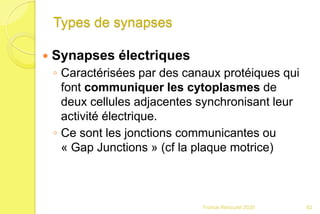 Types de synapses
 Synapses électriques
◦ Caractérisées par des canaux protéiques qui
font communiquer les cytoplasmes de
deux cellules adjacentes synchronisant leur
activité électrique.
◦ Ce sont les jonctions communicantes ou
« Gap Junctions » (cf la plaque motrice)
62Franck Rencurel 2020
 
