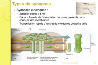 Types de synapses
 Synapses électriques :
◦ Jonction étroite : 3 nm
◦ Canaux formés de l’association de pores présents dans
chacune des membranes
◦ Transmission rapide d’ions et de molécules de petite taille
63Franck Rencurel 2020
 