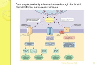 Dans la synapse chimique le neurotransmetteur agit directement
Ou indirectement sur les canaux ioniques
65Franck Rencurel 2020
 