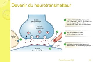 Devenir du neurotransmetteur
66Franck Rencurel 2020
 