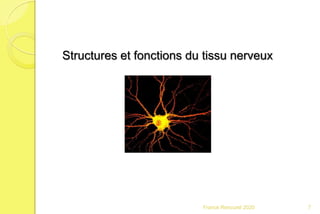 Franck Rencurel 2020 7
Structures et fonctions du tissu nerveux
 