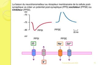 Na+ Ca2+
K+
Cl-
La liaison du neurotransmetteur au récepteur membranaire de la cellule post-
synaptique va créer un potentiel post-synaptique (PPS) excitateur (PPSE) ou
inhibiteur (PPSI).
PPSI PPSE
PPSEPPSI
73Franck Rencurel 2020
 