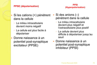  Si les cations (+) pénètrent
dans la cellule
◦ Le milieu intracellulaire
devient moins négatif
◦ La cellule est plus facile à
dépolariser
 Donne naissance à un
potentiel post-synaptique
excitateur (PPSE)
 Si des anions (–)
pénètrent dans la cellule
◦ Le milieu intracellulaire
devient plus négatif et
l’extracellulaire plus positif
◦ La cellule devient plus
difficile à dépolariser jusqu’au
seuil
 Donne naissance à un
potentiel post-synaptique
inhibiteur (PPSI)
PPSE (dépolarisation)
PPSI
(Hyperpolarisation)
74Franck Rencurel 2020
 