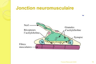 Jonction neuromusculaire
76Franck Rencurel 2020
 