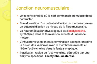 Jonction neuromusculaire
 Unité fonctionnelle où le nerf commande au muscle de se
contracter.
 Transformation d'un potentiel d'action du motoneurone en
un potentiel d'action au niveau de la fibre musculaire.
 Le neuromédiateur physiologique est l'acétylcholine,
synthétisée dans la terminaison axonale du neurone
moteur.
 L’influx nerveux gagnant la terminaison axonale, entraîne
la fusion des vésicules avec la membrane axonale et
libère l'acétylcholine dans la fente synaptique.
 Inactivation rapide de l'acétylcholine, dégradée par une
enzyme spécifique, l'acétylcholinestérase
77Franck Rencurel 2020
 