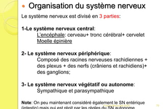 Franck Rencurel 2020 79
Le système nerveux est divisé en 3 parties:
1-Le système nerveux central:
L’encéphale: cerveau+ tronc cérébral+ cervelet
Moelle épinière
2- Le système nerveux périphérique:
Composé des racines nerveuses rachidiennes +
des plexus + des nerfs (crâniens et rachidiens)+
des ganglions;
3- Le système nerveux végétatif ou autonome:
Sympathique et parasympathique
Note: On peu maintenant considéré également le SN entérique
 Organisation du système nerveux
 