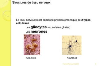 Franck Rencurel 2020 8
Le tissu nerveux n’est composé principalement que de 2 types
cellulaires
Les gliocytes (ou cellules gliales)
Les neurones
Structures du tissu nerveux
NeuronesGliocytes
 