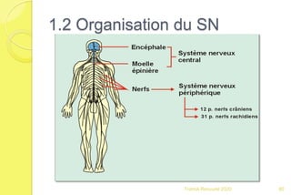 1.2 Organisation du SN
80Franck Rencurel 2020
 