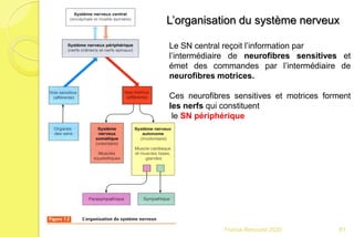 81Franck Rencurel 2020
L’organisation du système nerveux
Le SN central reçoit l’information par
l’intermédiaire de neurofibres sensitives et
émet des commandes par l’intermédiaire de
neurofibres motrices.
Ces neurofibres sensitives et motrices forment
les nerfs qui constituent
le SN périphérique
 