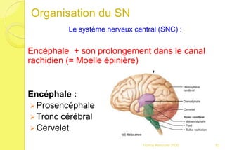 Organisation du SN
Le système nerveux central (SNC) :
Encéphale + son prolongement dans le canal
rachidien (= Moelle épinière)
Encéphale :
 Prosencéphale
 Tronc cérébral
 Cervelet
82Franck Rencurel 2020
 