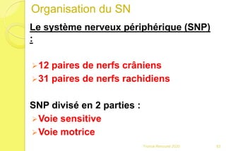 Le système nerveux périphérique (SNP)
:
12 paires de nerfs crâniens
31 paires de nerfs rachidiens
SNP divisé en 2 parties :
Voie sensitive
Voie motrice
83Franck Rencurel 2020
Organisation du SN
 