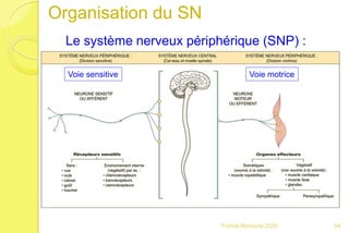 Le système nerveux périphérique (SNP) :
84Franck Rencurel 2020
Organisation du SN
Voie sensitive Voie motrice
 
