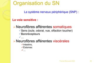 Le système nerveux périphérique (SNP) :
La voie sensitive :
 Neurofibres afférentes somatiques
Sens (ouïe, odorat, vue, olfaction toucher)
Barorécepteurs
…
 Neurofibres afférentes viscérales
intestins,
Estomac
…
85Franck Rencurel 2020
Organisation du SN
 