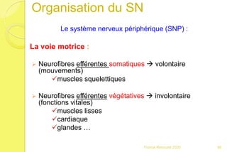 Le système nerveux périphérique (SNP) :
La voie motrice :
 Neurofibres efférentes somatiques  volontaire
(mouvements)
muscles squelettiques
 Neurofibres efférentes végétatives  involontaire
(fonctions vitales)
muscles lisses
cardiaque
glandes …
86Franck Rencurel 2020
Organisation du SN
 