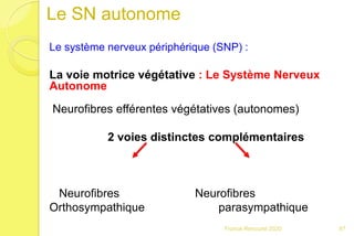 Le SN autonome
Le système nerveux périphérique (SNP) :
La voie motrice végétative : Le Système Nerveux
Autonome
Neurofibres efférentes végétatives (autonomes)
2 voies distinctes complémentaires
Neurofibres Neurofibres
Orthosympathique parasympathique
87Franck Rencurel 2020
 