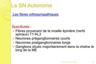 Le SN Autonome
Les fibres orthosympathiques
Spécificités :
 Fibres provenant de la moelle épinière (nerfs
spinaux) T1L3
 Neurones préganglionnaires courts
 Neurones postganglionnaires longs
 Ganglions situés majoritairement dans la chaîne le
long de la ME
88Franck Rencurel 2020
 