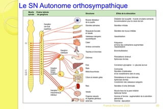 Le SNA
89Franck Rencurel 2020
Le SN Autonome orthosympathique
 