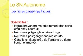 Les fibres parasympathiques
Spécificités :
 Fibres provenant majoritairement des nerfs
crâniens / sacraux
 Neurones préganglionnaires longs
 Neurones postganglionnaires courts
 Ganglions situés près de l’organe ou dans
l’organe innervé
90Franck Rencurel 2020
Le SN Autonome
 