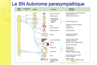 Le SN Autonome parasympathique
91Franck Rencurel 2020
 