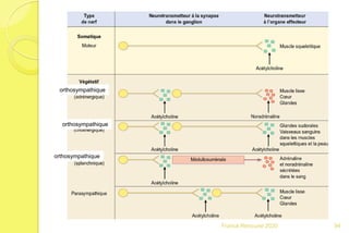 94Franck Rencurel 2020
orthosympathique
orthosympathique
orthosympathique
 