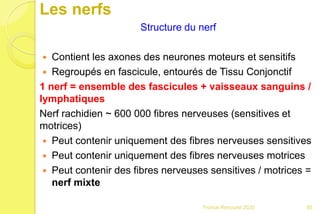 Les nerfs
Structure du nerf
 Contient les axones des neurones moteurs et sensitifs
 Regroupés en fascicule, entourés de Tissu Conjonctif
1 nerf = ensemble des fascicules + vaisseaux sanguins /
lymphatiques
Nerf rachidien ~ 600 000 fibres nerveuses (sensitives et
motrices)
 Peut contenir uniquement des fibres nerveuses sensitives
 Peut contenir uniquement des fibres nerveuses motrices
 Peut contenir des fibres nerveuses sensitives / motrices =
nerf mixte
95Franck Rencurel 2020
 